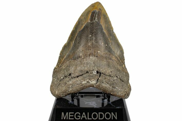 Bargain, Fossil Megalodon Tooth - North Carolina #199711